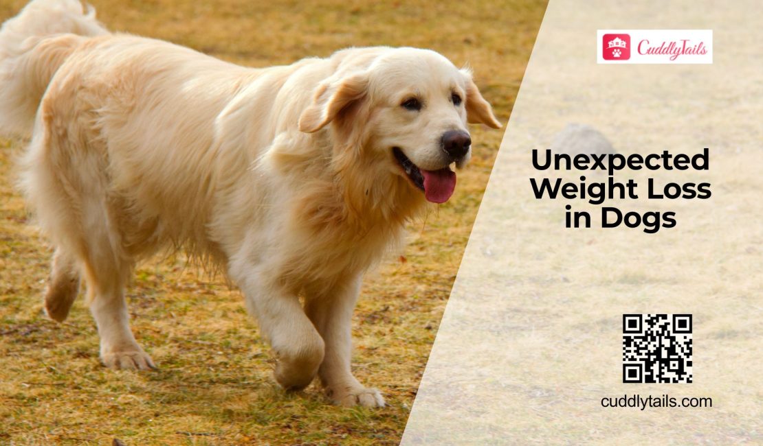 Sudden Weight Loss in Dogs