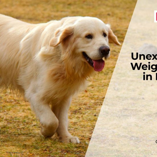 Sudden Weight Loss in Dogs