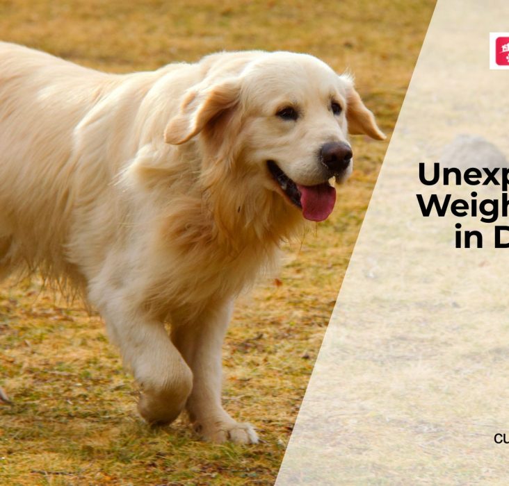 Sudden Weight Loss in Dogs