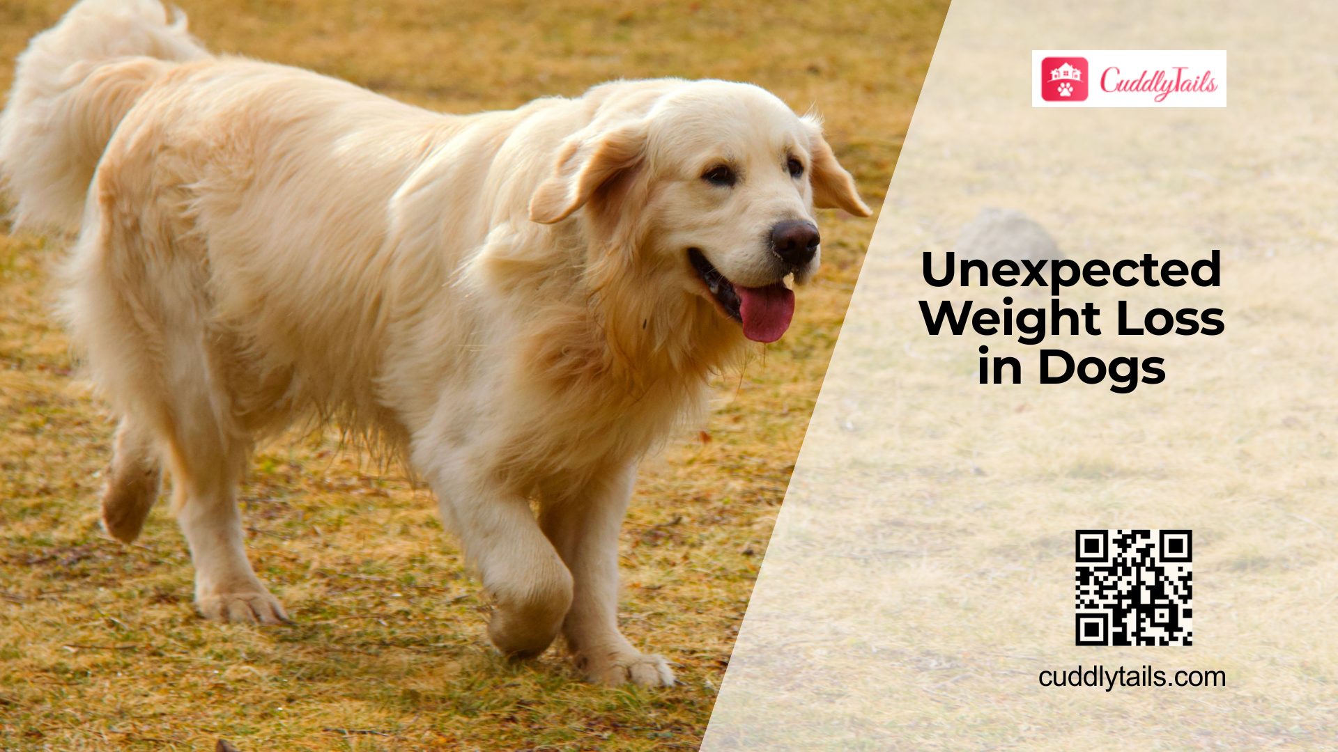 Sudden Weight Loss in Dogs