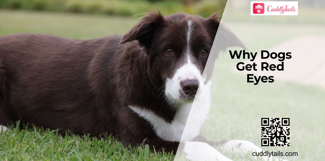 Red Eyes in Dogs Warning Signs