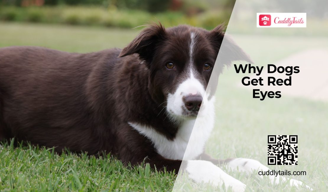Red Eyes in Dogs Warning Signs