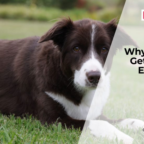 Red Eyes in Dogs Warning Signs