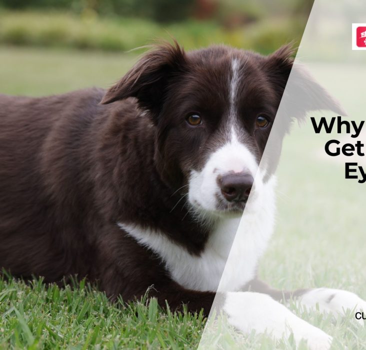 Red Eyes in Dogs Warning Signs