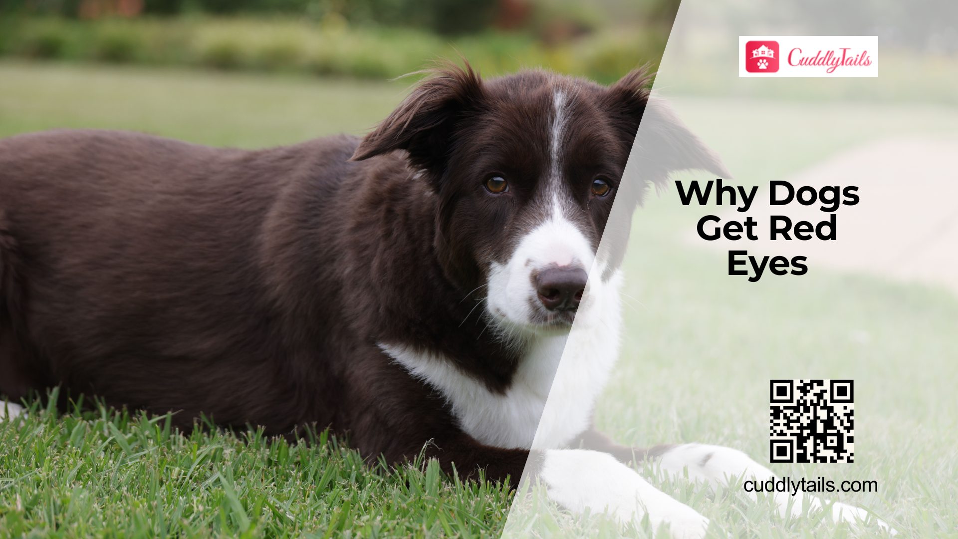 Red Eyes in Dogs Warning Signs