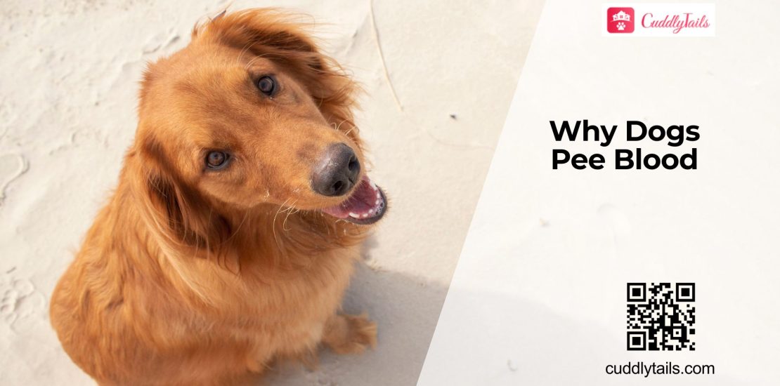 Why Is There Blood in My Dog's Pee