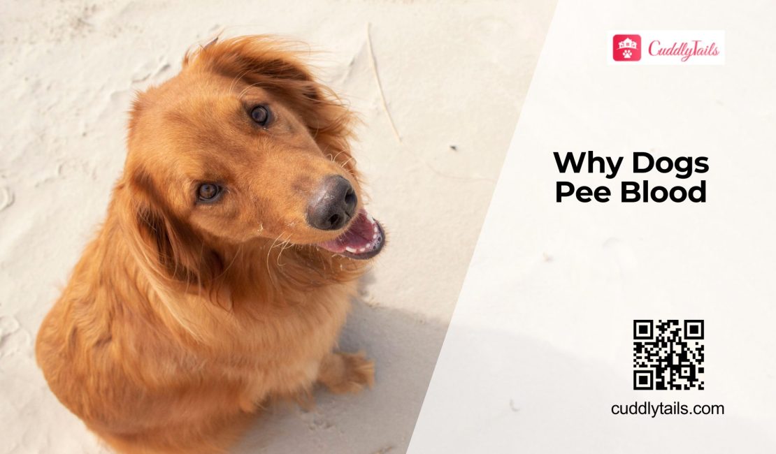 Why Is There Blood in My Dog's Pee