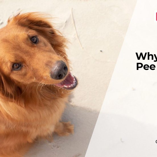 Why Is There Blood in My Dog's Pee