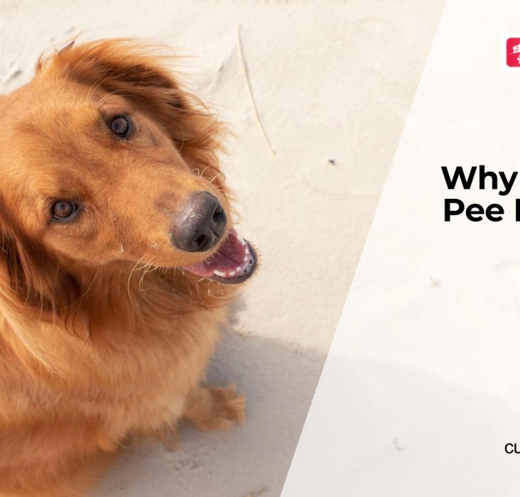 Why Is There Blood in My Dog's Pee