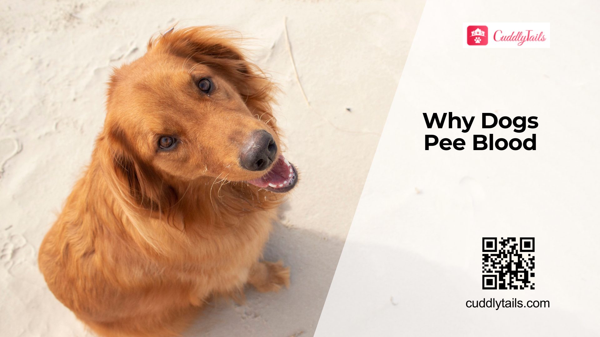 Why Is There Blood in My Dog's Pee