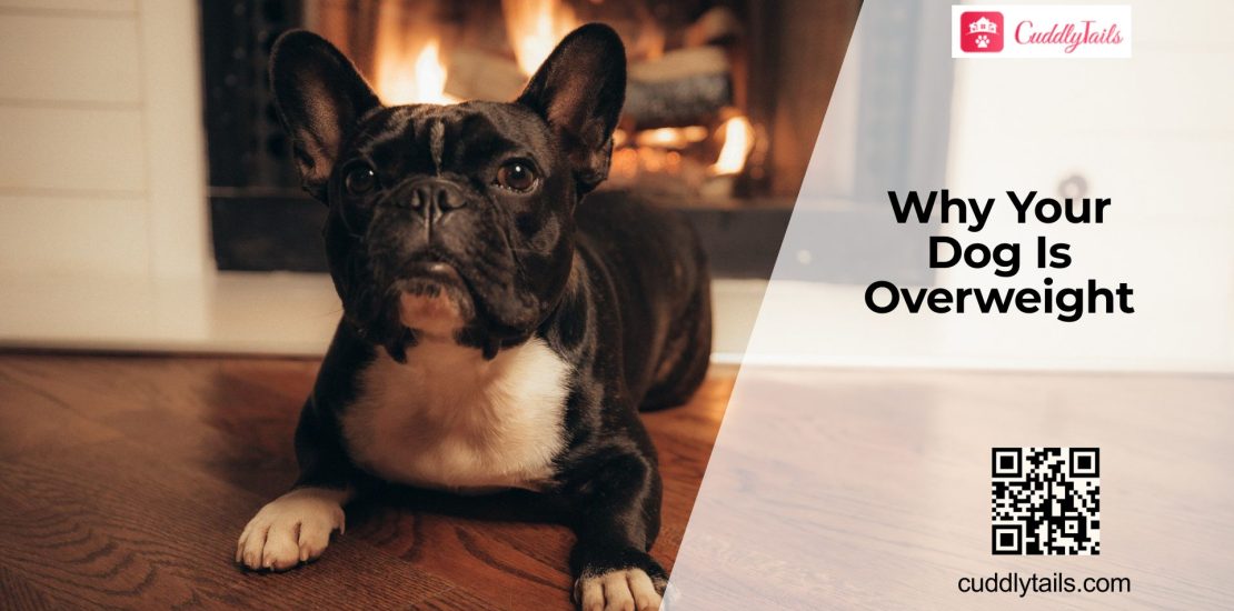 Why Is My Dog Gaining Weight?