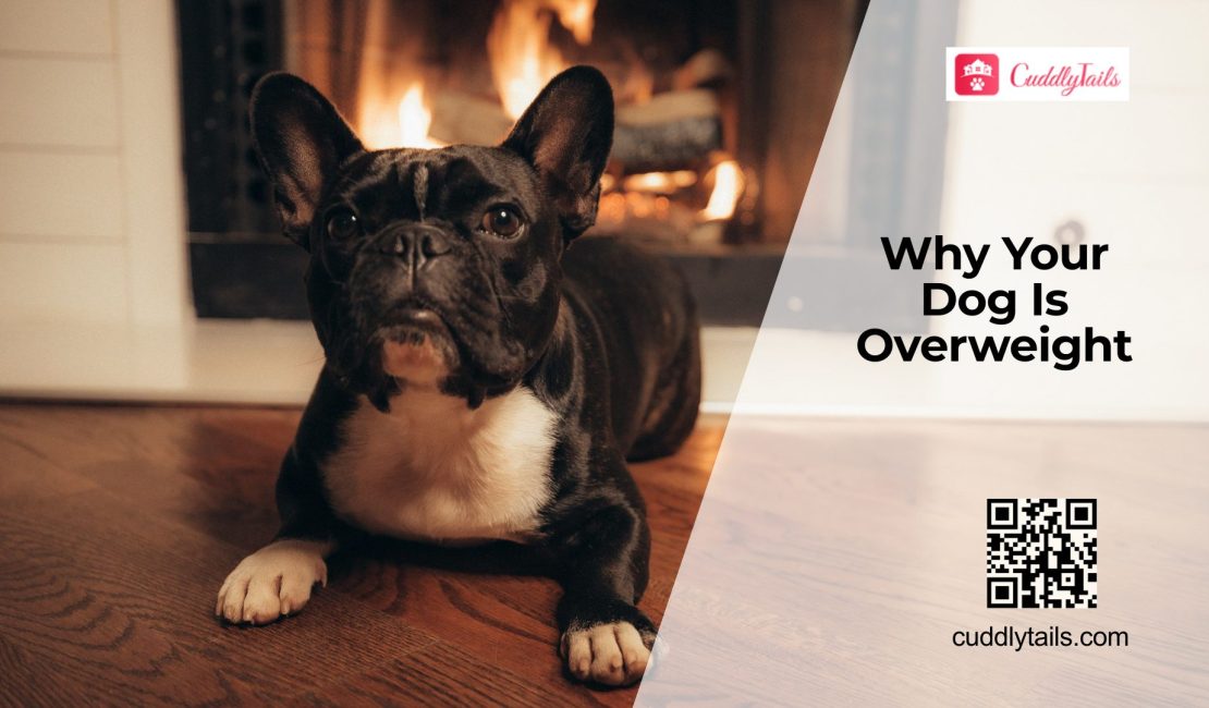 Why Is My Dog Gaining Weight?