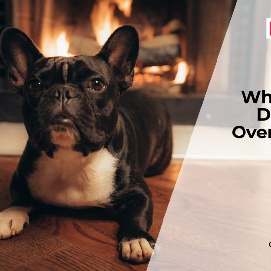 Why Is My Dog Gaining Weight?