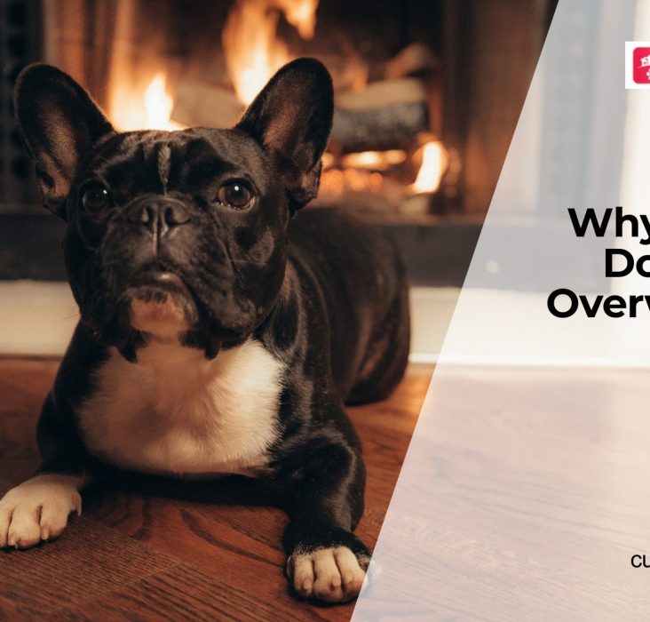 Why Is My Dog Gaining Weight?