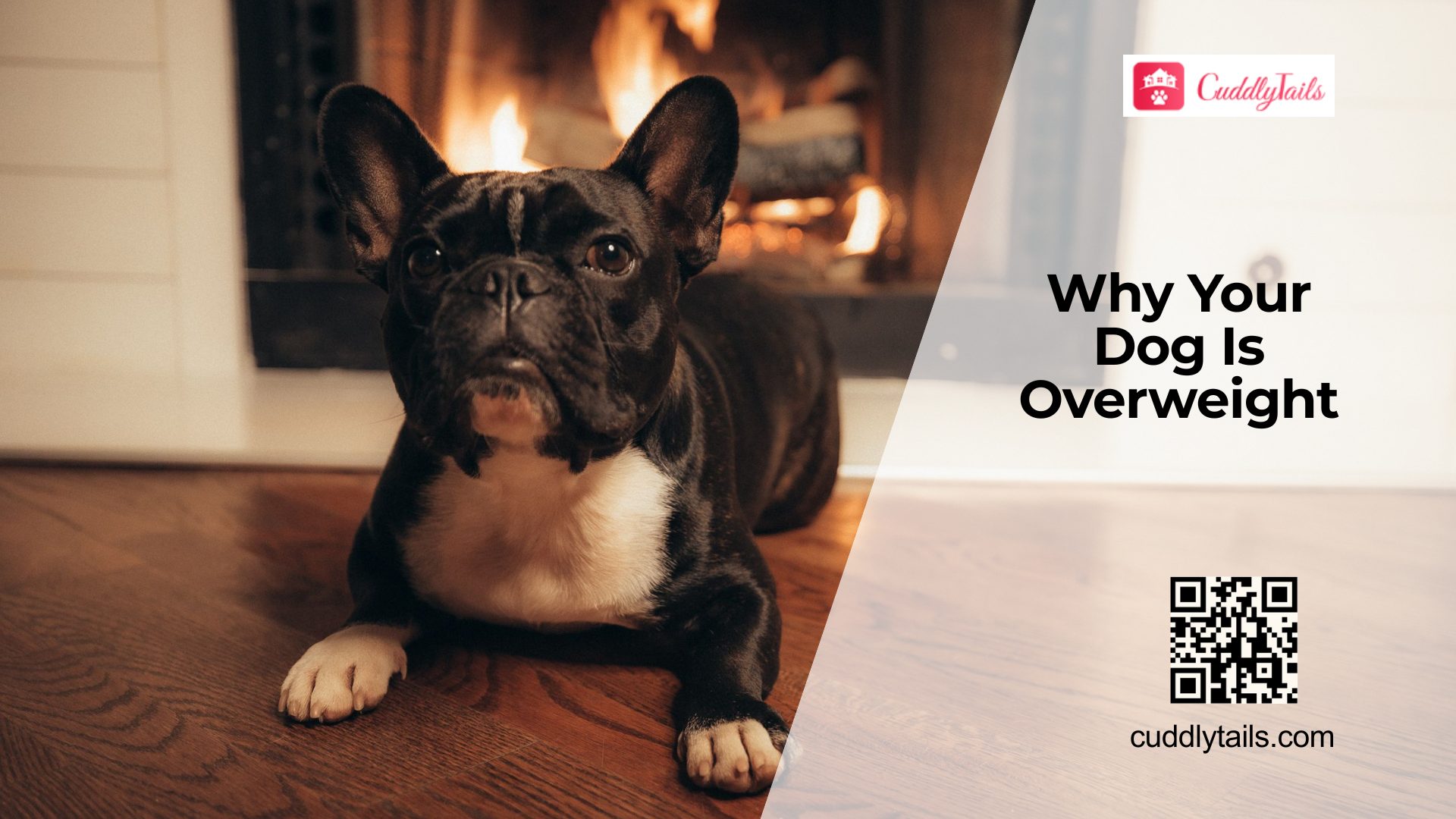 Why Is My Dog Gaining Weight?