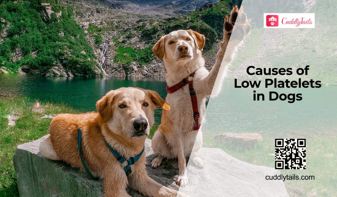 Low Platelets in Dogs Explained
