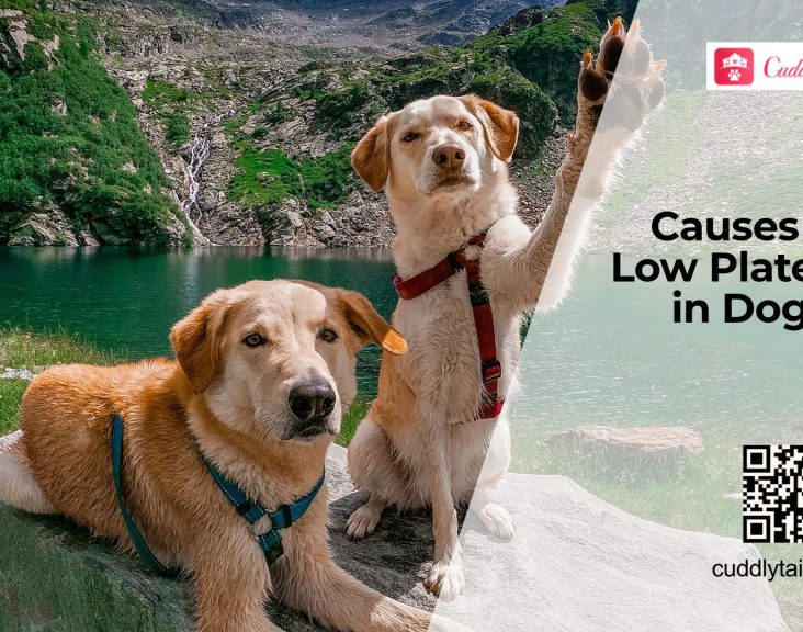 Low Platelets in Dogs Explained