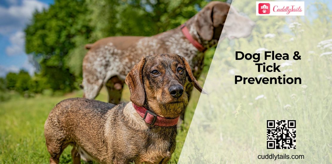 Flea and Tick Prevention for Dogs