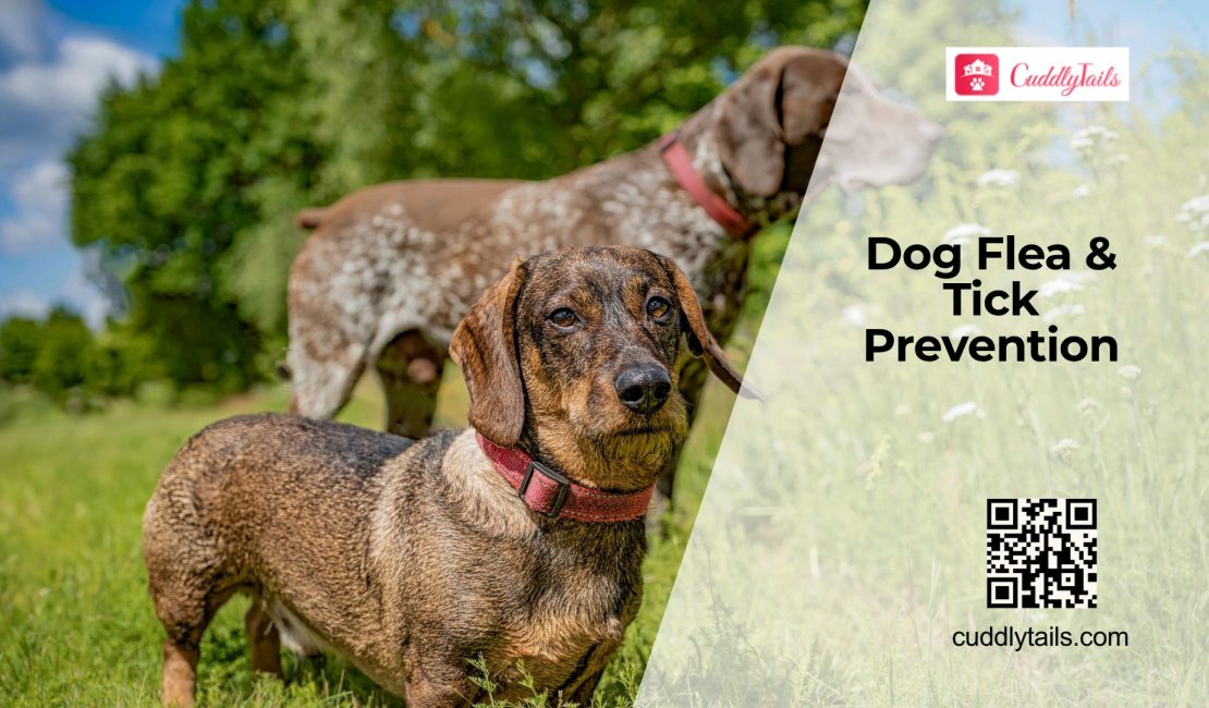 Flea and Tick Prevention for Dogs