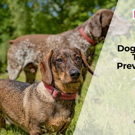 Flea and Tick Prevention for Dogs