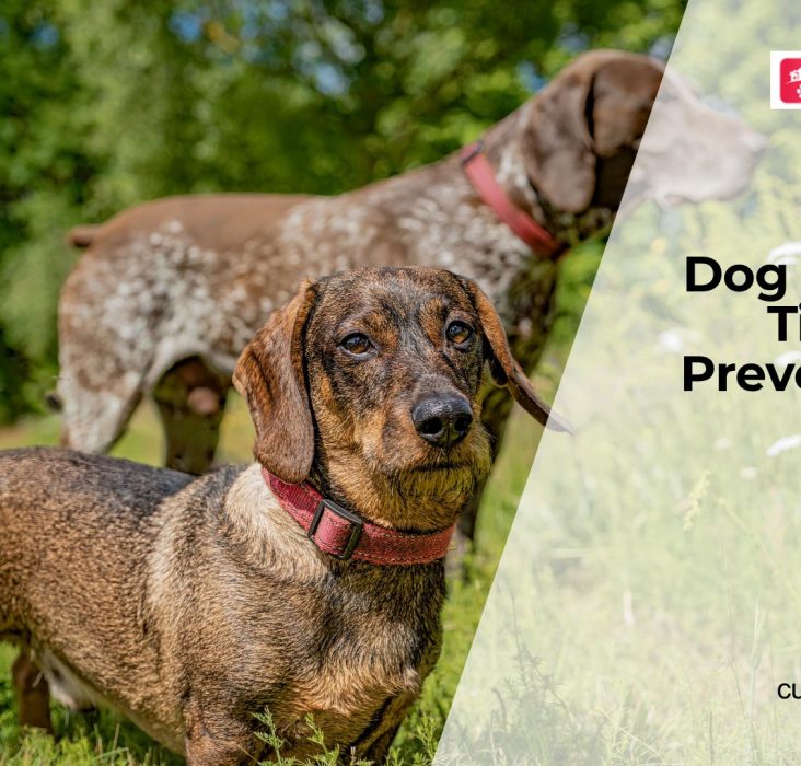 Flea and Tick Prevention for Dogs