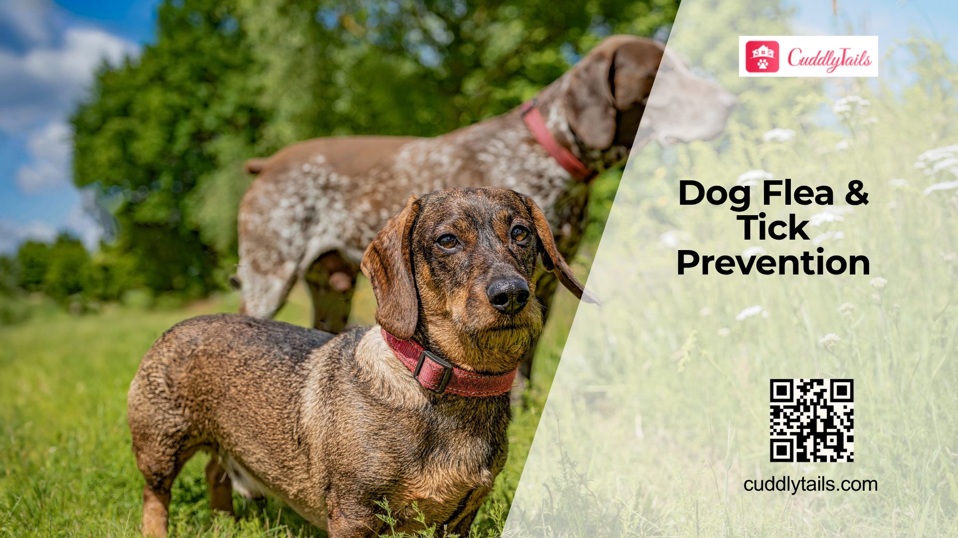 Flea and Tick Prevention for Dogs