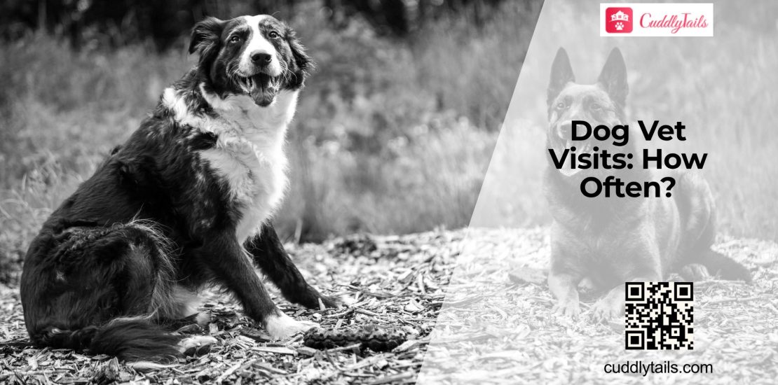 How Often Should Dogs Get Checkups?