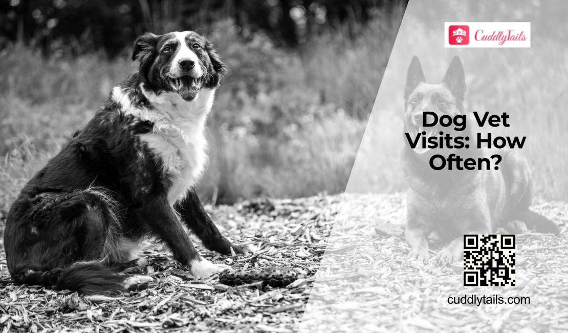 How Often Should Dogs Get Checkups?