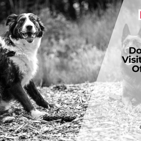 How Often Should Dogs Get Checkups?