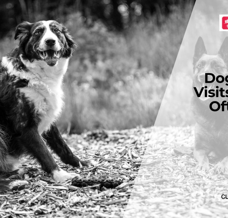 How Often Should Dogs Get Checkups?