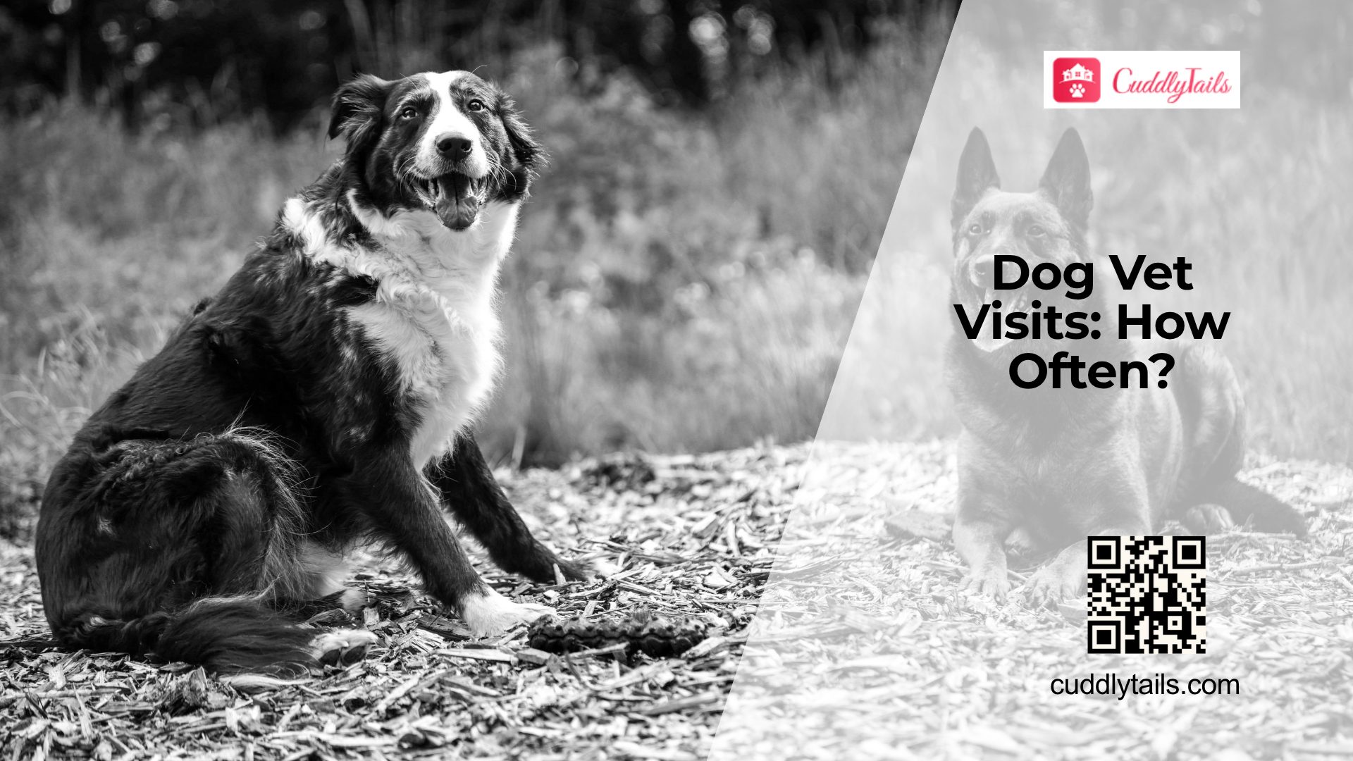 How Often Should Dogs Get Checkups?