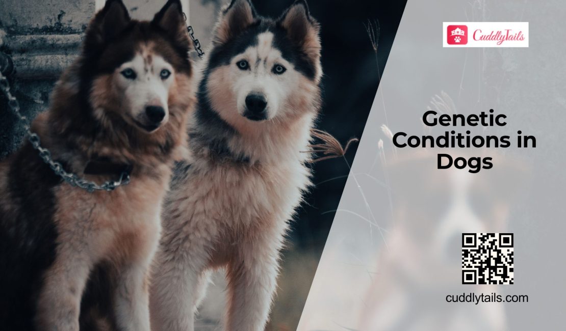 Common Genetic Disorders in Dogs