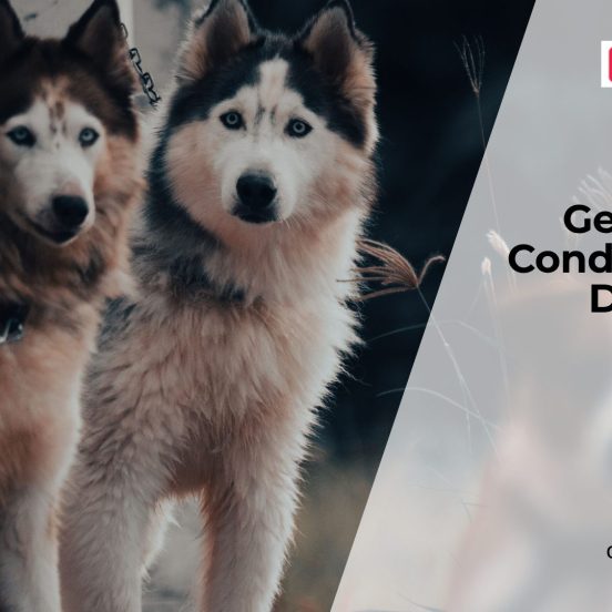 Common Genetic Disorders in Dogs