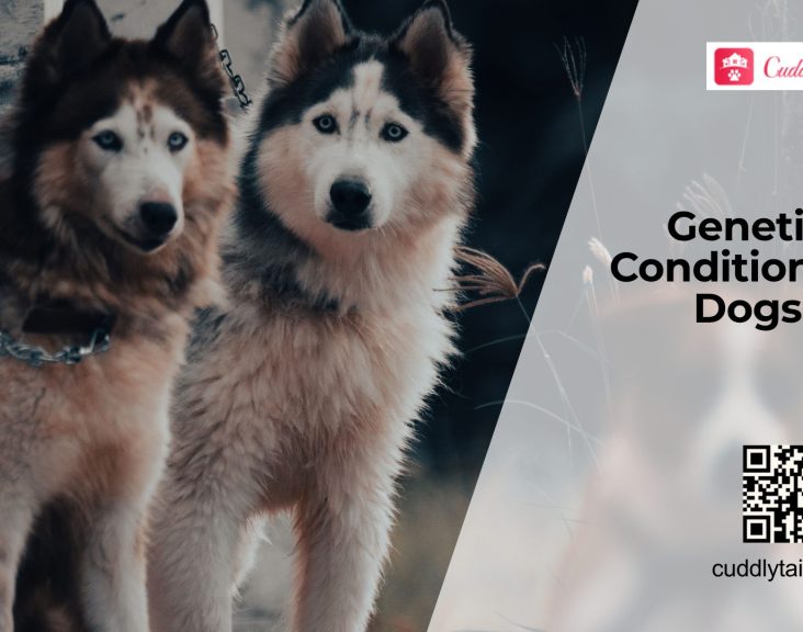 Common Genetic Disorders in Dogs
