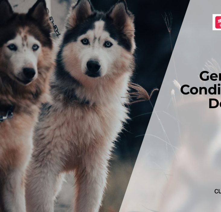 Common Genetic Disorders in Dogs