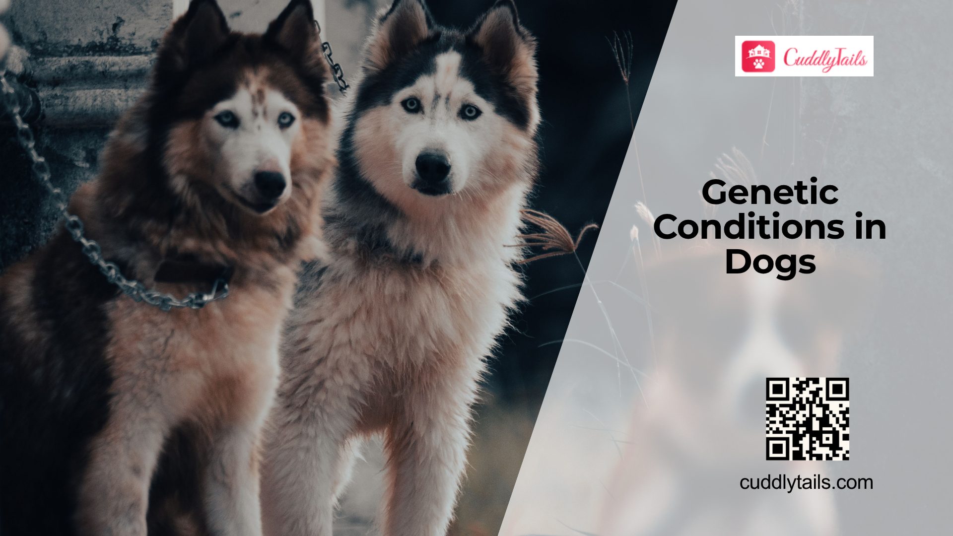 Common Genetic Disorders in Dogs