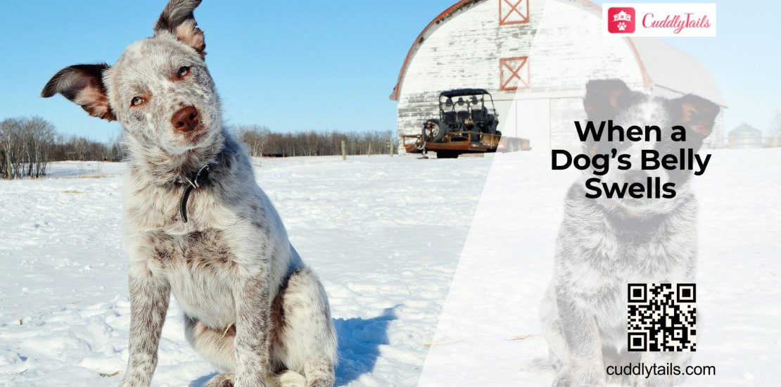 Why Is My Dog's Belly Swollen?