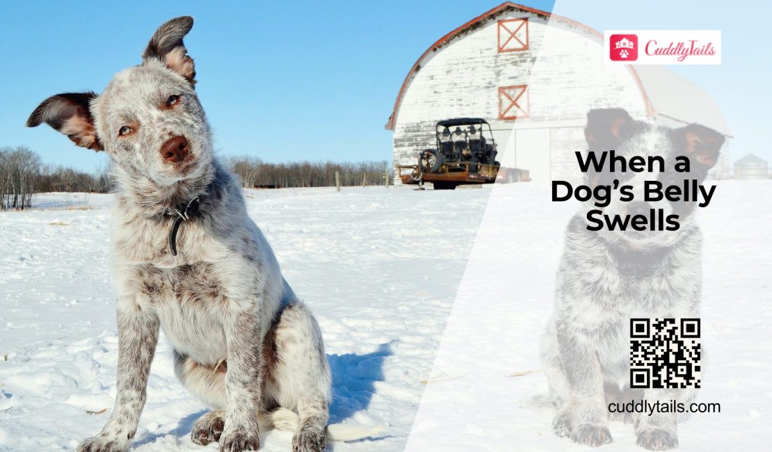 Why Is My Dog's Belly Swollen?