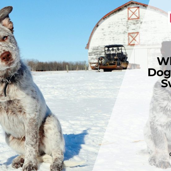Why Is My Dog's Belly Swollen?
