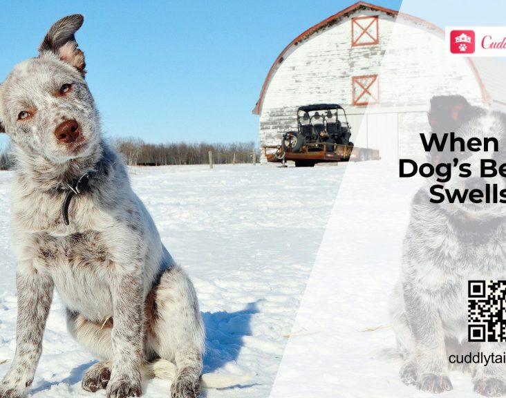 Why Is My Dog's Belly Swollen?
