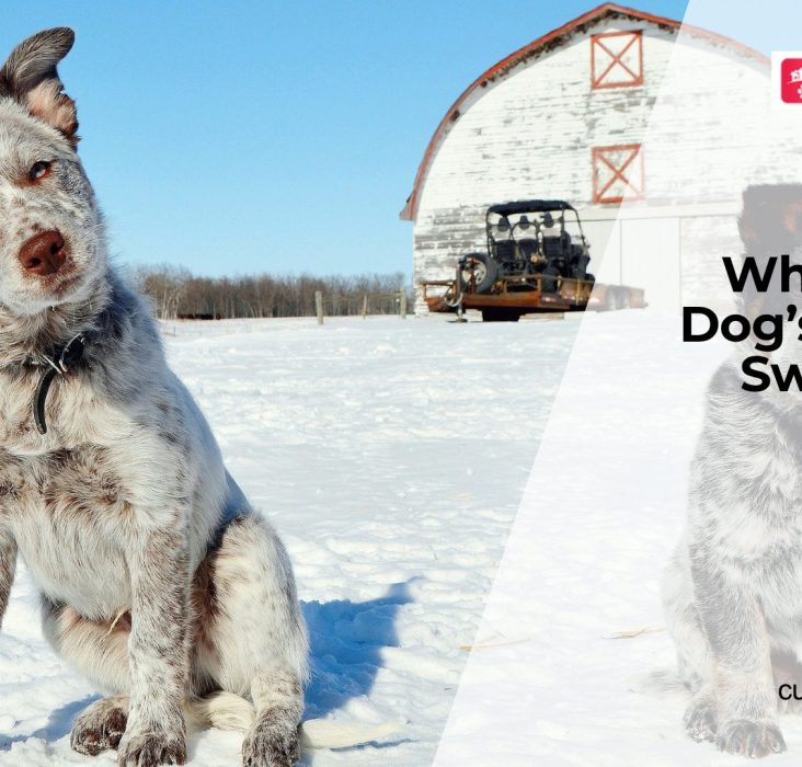 Why Is My Dog's Belly Swollen?