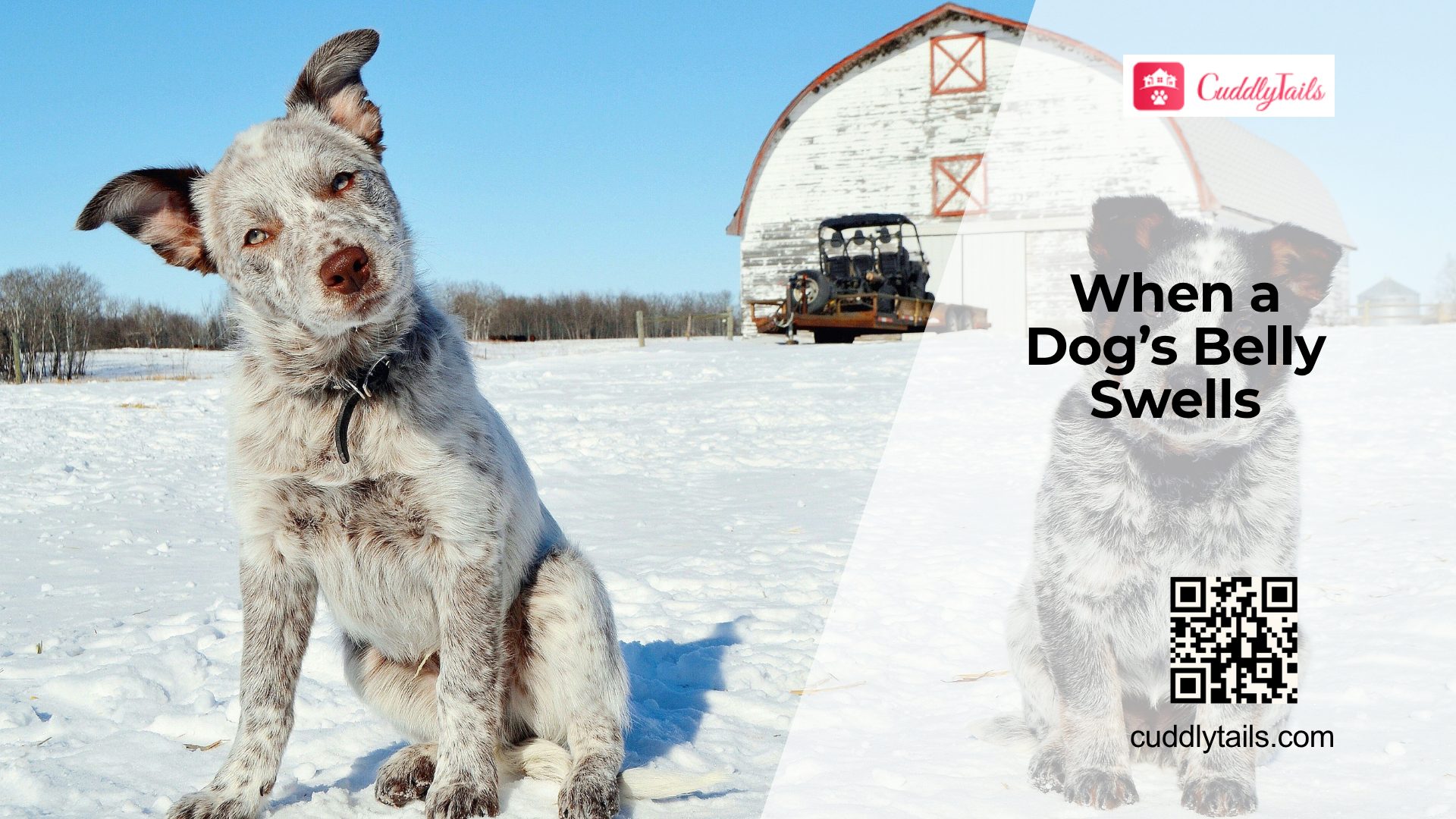 Why Is My Dog's Belly Swollen?