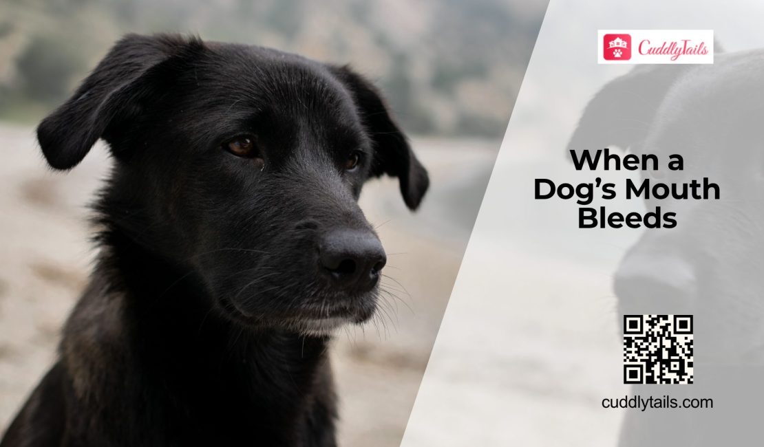 Is Your Dog's Mouth Bleeding?