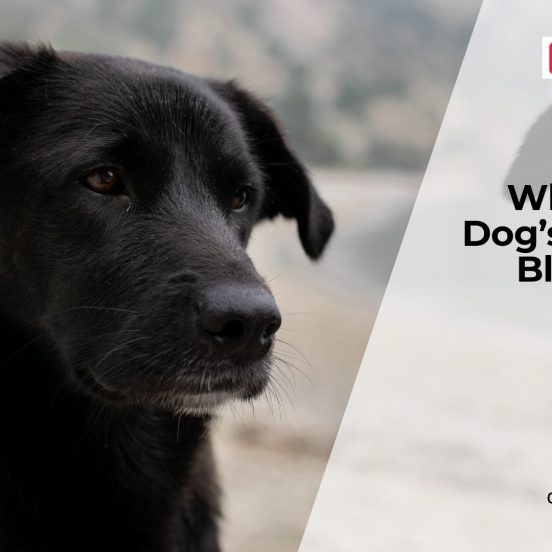 Is Your Dog's Mouth Bleeding?