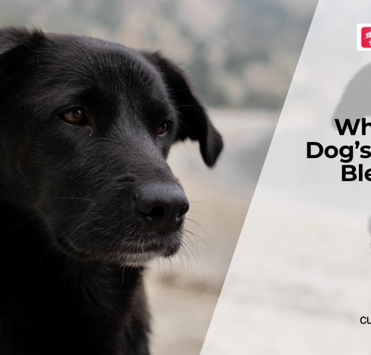 Is Your Dog's Mouth Bleeding?