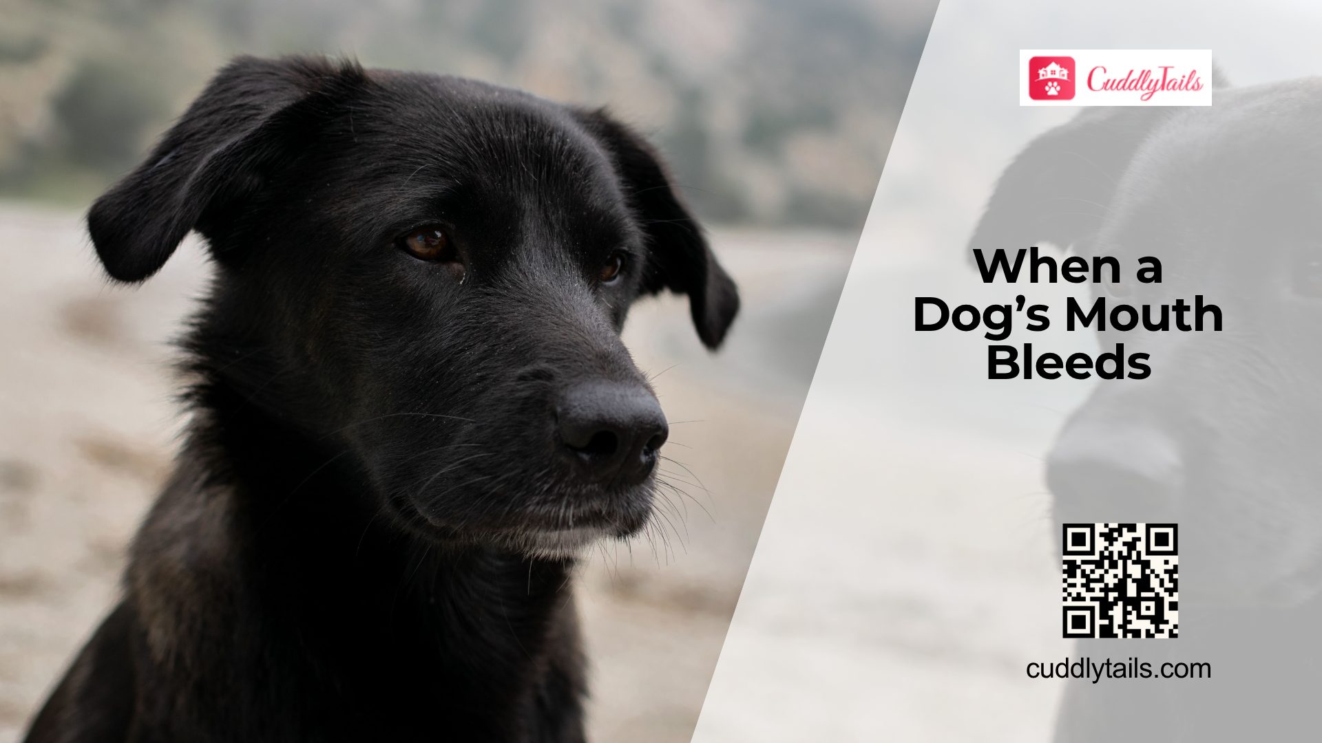 Is Your Dog's Mouth Bleeding?