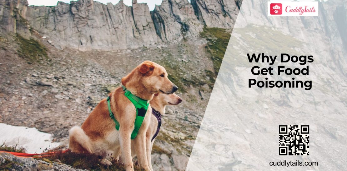 Can Dogs Get Food Poisoning