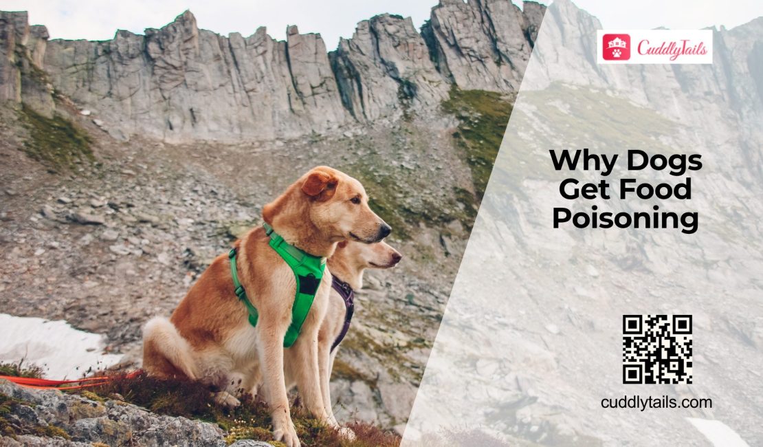 Can Dogs Get Food Poisoning