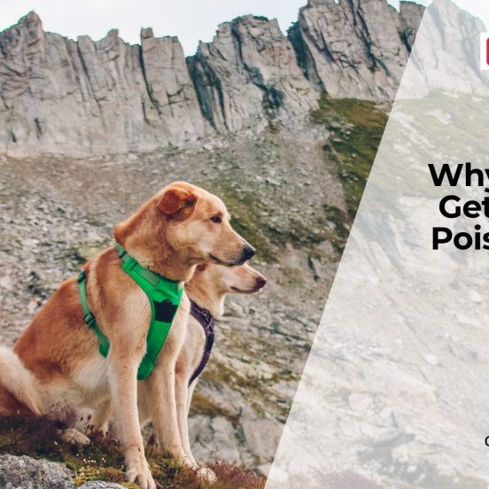 Can Dogs Get Food Poisoning