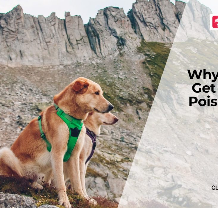 Can Dogs Get Food Poisoning